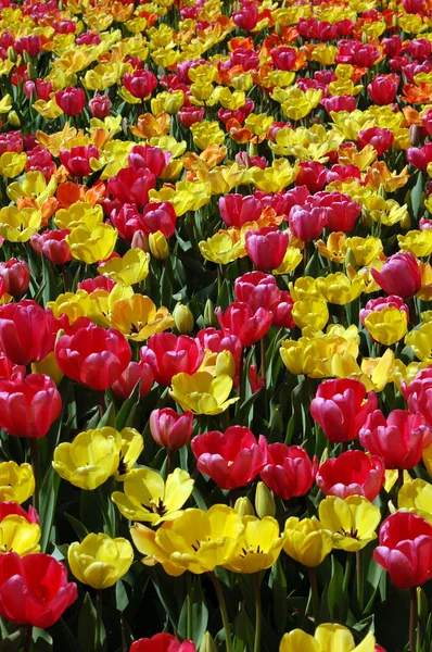 Vista Panorámica Del Campo Tulipanes Florecientes Belleza Durante Día —  Fotos de Stock