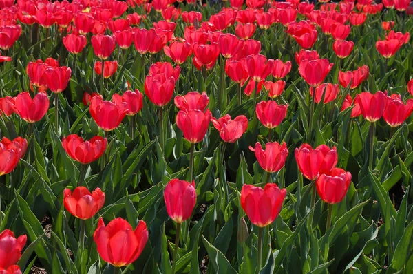 Vista Panorámica Del Campo Tulipanes Florecientes Belleza Durante Día —  Fotos de Stock