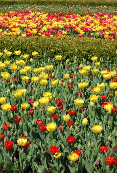 Scenic view of beauty blossoming tulips field at daytime