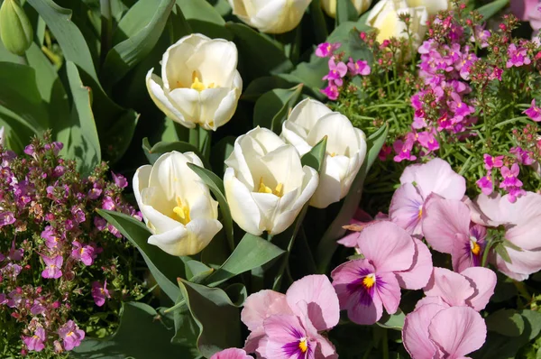 Malowniczy Widok Piękne Kwitnące Pole Tulipanów Ciągu Dnia — Zdjęcie stockowe