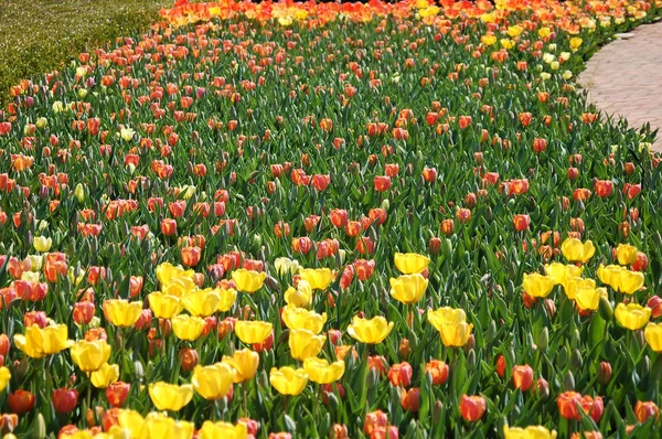 Vista Panorámica Del Campo Tulipanes Florecientes Belleza Durante Día —  Fotos de Stock