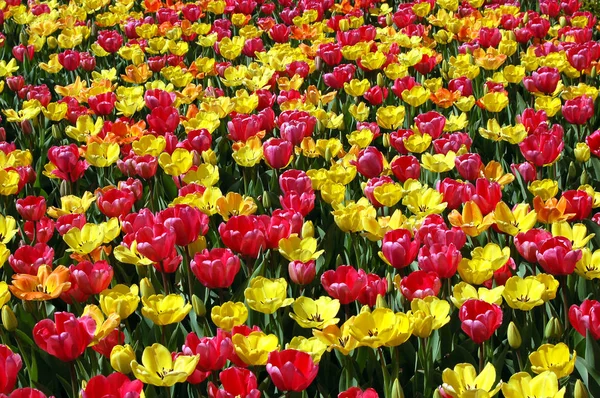 Scenic Weergave Van Schoonheid Bloeiende Tulpen Veld Overdag — Stockfoto