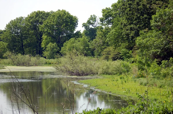Grüne Bäume Und Pflanzen Rund Den Teich — Stockfoto