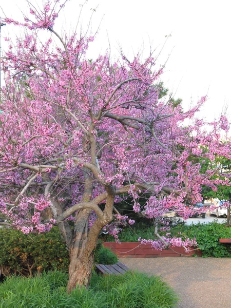 Flor Cereja Tempo Primavera — Fotografia de Stock