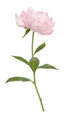 Pembe şakayık çiçekleri beyaza izole edilir.