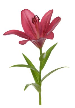 Açık renkli pembe zambak