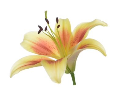 Lily