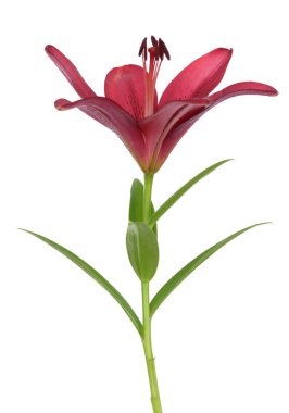 Açık renkli pembe zambak