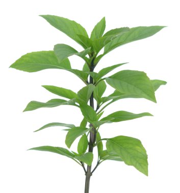 Tayland usulü tatlı fesleğen