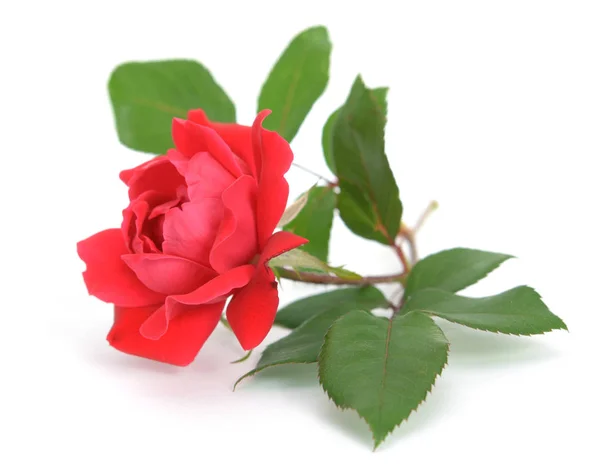 Drobná Růžová Květinka Ležela Bílé — Stock fotografie