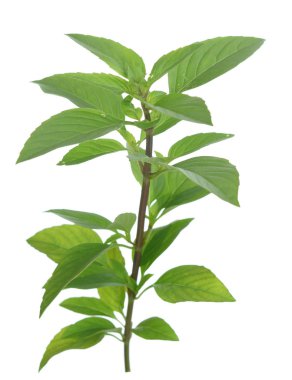 Thai tatlı fesleğeni beyaz üzerine izole