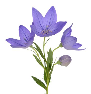 Platycodon, 