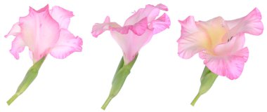 Tek pembe gladiolus çiçeğinin üç görüntüsü