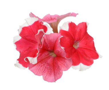 Pembe ve kırmızı petunya beyazı izole eder.