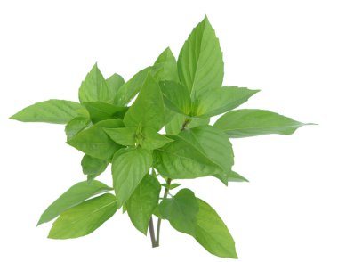 Thai tatlı fesleğeni beyaz üzerine izole