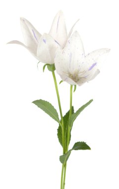 Platycodon grandiflorus çiçeği beyaz üzerine 