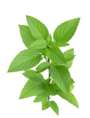 fesleğen 
