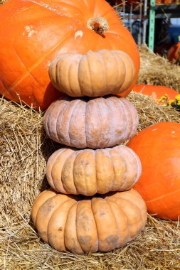 Külkedisi kabağını pazar yerinde ezer.