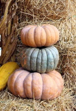 Külkedisi kabağını pazar yerinde ezer.