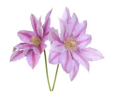 Clematis pembe
