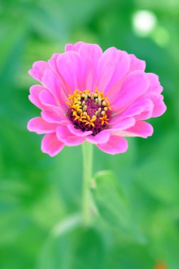 pembe zinnia çiçeği 