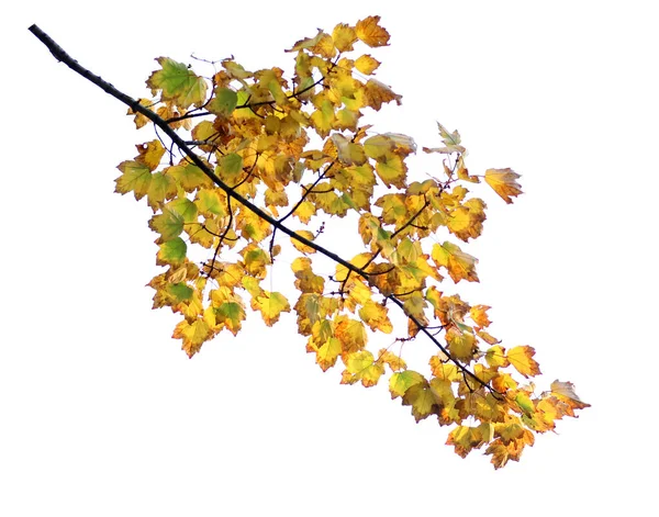Foliage Maple Branch Isolate White — Stock Photo, Image