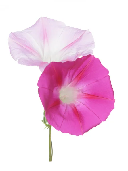 白に孤立したピンクとマゼンタの朝の花 — ストック写真