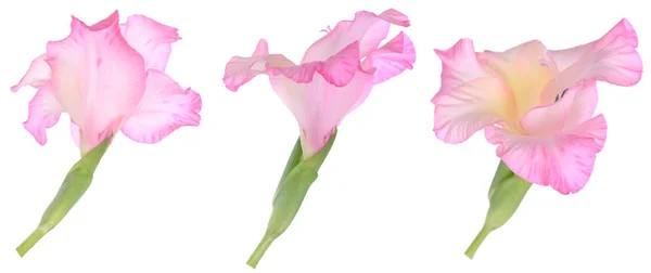 Trois Vues Une Seule Fleur Gladiole Rose — Photo