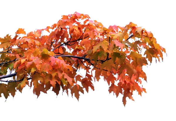 Branch Sweet Maple Isolated White — Stock Photo, Image