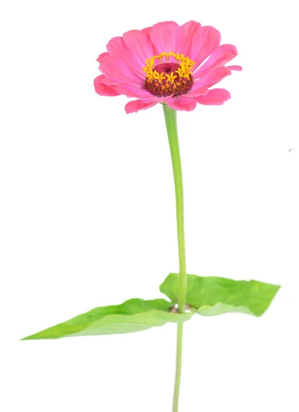 Zinnia Pink Flower Isolate White — Stock Photo, Image