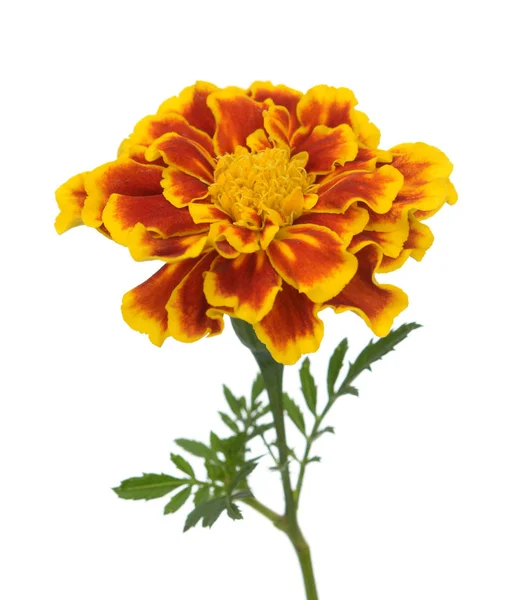 yellow red flower isolated on white