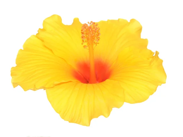 Hibiscus bloem — Stockfoto