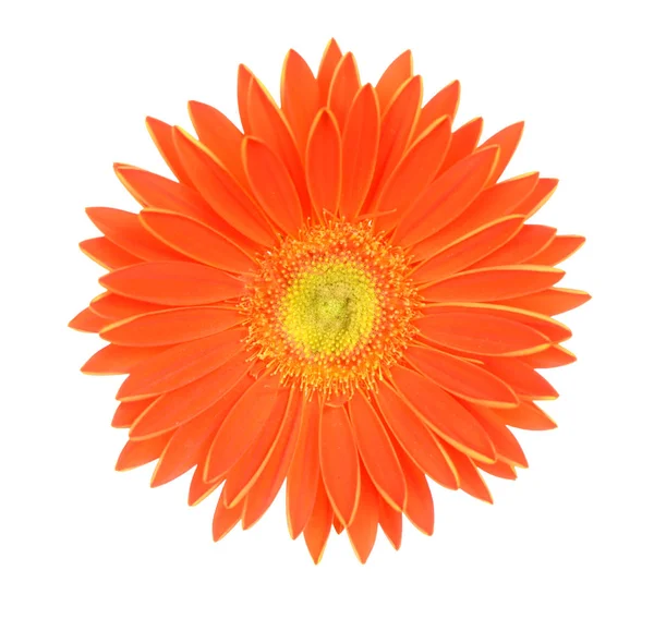 Oranje Gerber Bloem Isoleren Wit — Stockfoto