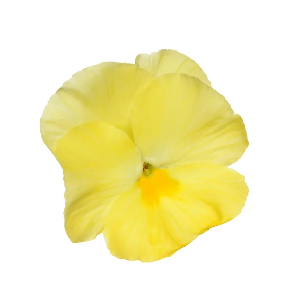 Pansy — Stock Photo, Image