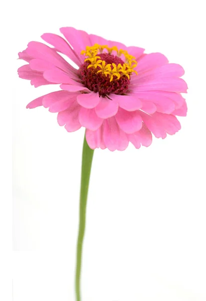 Ζίννια λουλούδι — Φωτογραφία Αρχείου