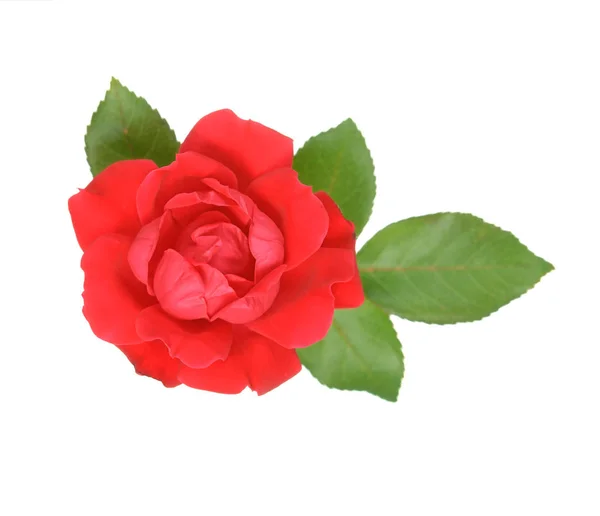 Tiny rose Stock Photo