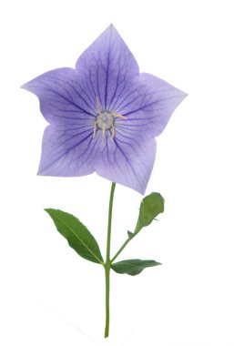 platycodon çiçeği