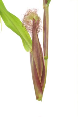 Mısır ağaç üzerinde 