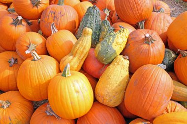 meşe palamudu kabak