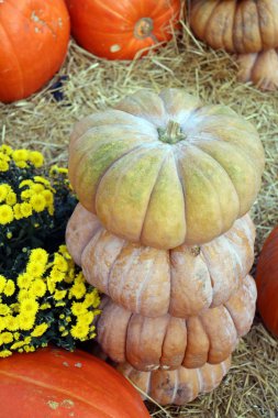 Yeşil palamut kabağı