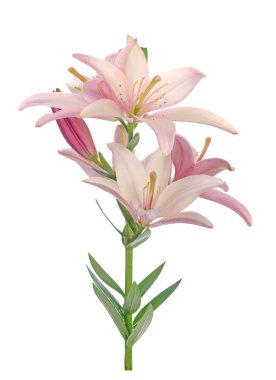 Açık renkli pembe zambak