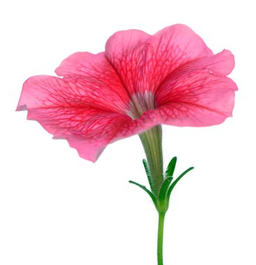 dar, kırmızı petunya beyaz üzerine izole