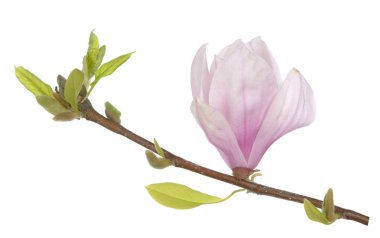 Pembe manolya çiçeği beyazı izole eder.