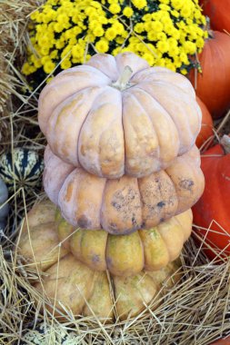 Külkedisi kabağını pazar yerinde ezer.