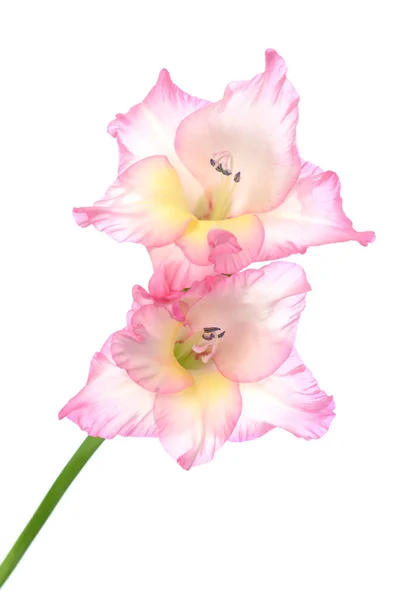 Pink gladiolus flower — Stock Photo, Image