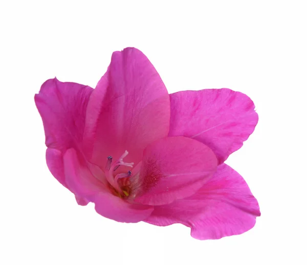Virág lila kardvirág — Stock Fotó