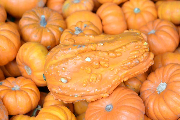 Calabaza de maíz —  Fotos de Stock