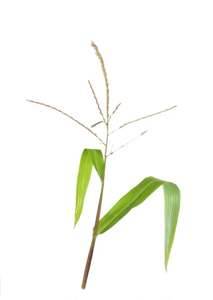 Corn branch — 스톡 사진
