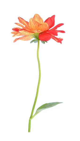 Dahlia flower — Stock Photo, Image