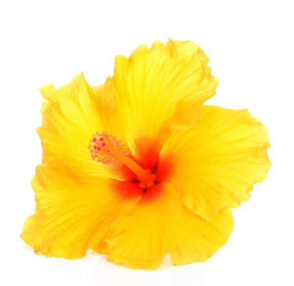 Gele hibiscus — Stockfoto